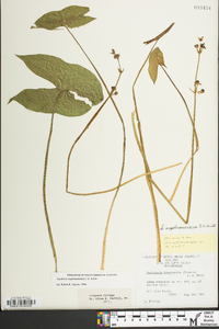 Sagittaria engelmanniana image