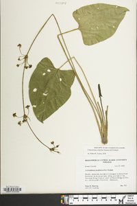 Echinodorus cordifolius image