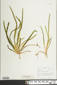 Vallisneria americana image