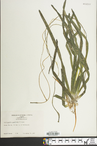 Vallisneria americana image