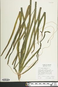 Vallisneria americana image