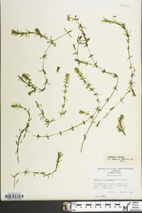 Hydrilla verticillata image