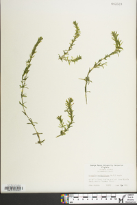 Hydrilla verticillata image