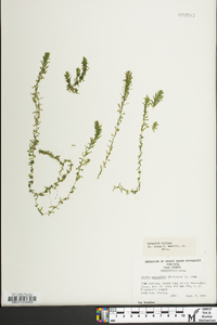 Elodea nuttallii image