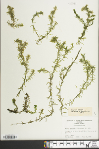 Elodea nuttallii image