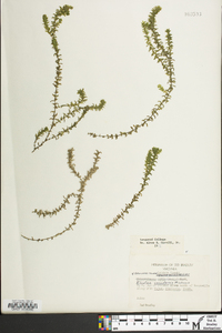 Elodea canadensis image