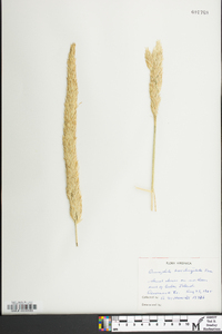 Ammophila breviligulata image