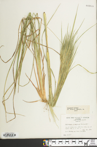 Andropogon glomeratus image