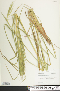 Andropogon glomeratus image