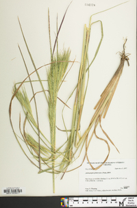 Andropogon glomeratus image