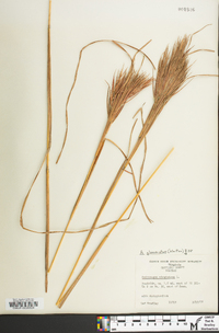 Andropogon glomeratus image