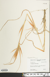 Andropogon gyrans image