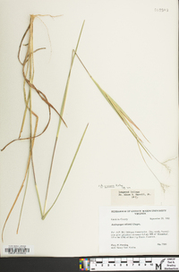 Andropogon gyrans image