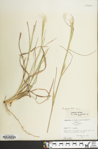 Andropogon gyrans image