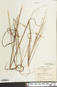 Andropogon ternarius image