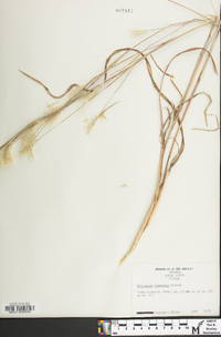 Andropogon ternarius image