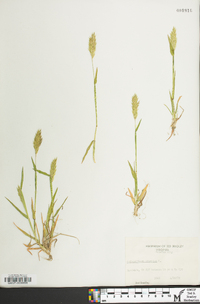 Anthoxanthum odoratum image