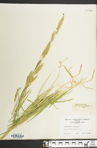 Anthoxanthum odoratum image