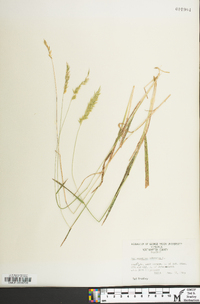 Anthoxanthum odoratum image