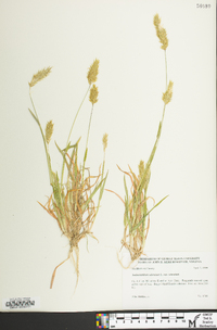 Anthoxanthum odoratum image