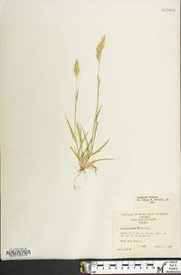 Anthoxanthum odoratum image