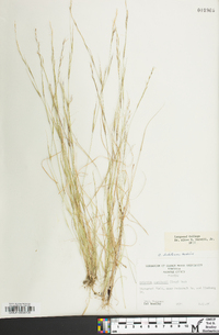 Aristida dichotoma image