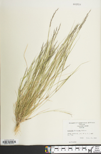 Aristida dichotoma image