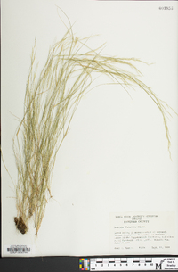 Aristida dichotoma image