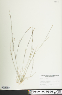 Aristida dichotoma image