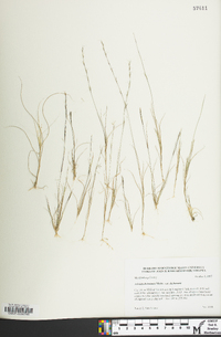 Aristida dichotoma image