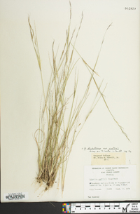 Aristida dichotoma image