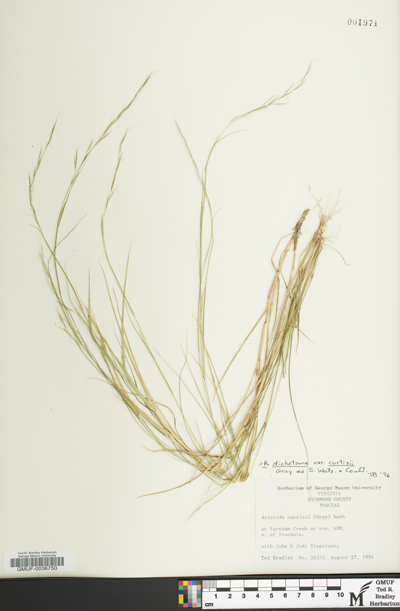 Aristida dichotoma var. curtissii image