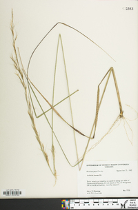 Aristida lanosa image