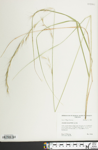 Aristida lanosa image