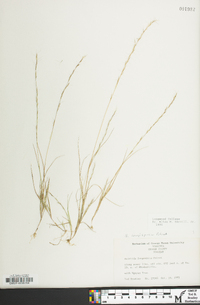 Aristida longespica image