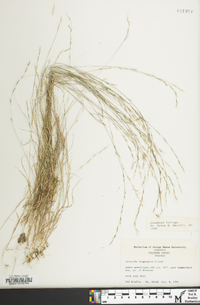 Aristida longespica image