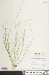 Aristida longespica image