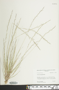 Aristida longespica image