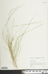 Aristida longespica image