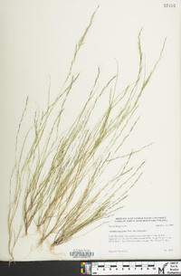 Aristida longespica image