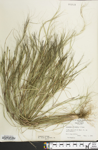 Aristida oligantha image