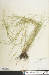 Aristida oligantha image