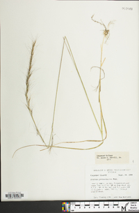 Aristida purpurascens image