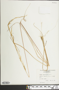 Aristida purpurascens image