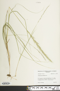 Aristida purpurascens image