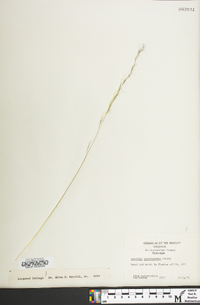 Aristida purpurascens image