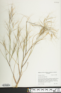 Aristida tuberculosa image