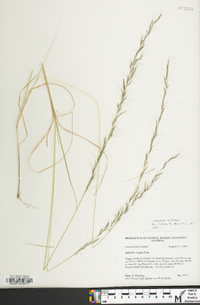 Aristida virgata image