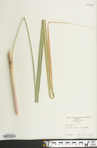 Arundo donax image