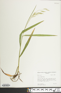 Bromus kalmii image